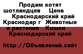 Продам котят шотландцев. › Цена ­ 1 500 - Краснодарский край, Краснодар г. Животные и растения » Кошки   . Краснодарский край